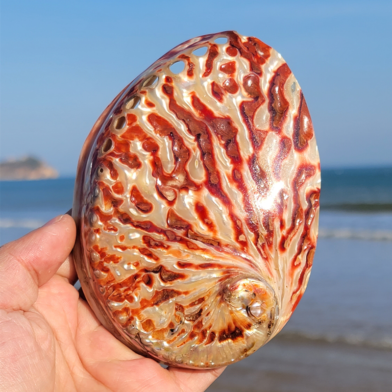Aquarium Fish Cartoon - Home Decoration Red Pattern Abalone SeaShells