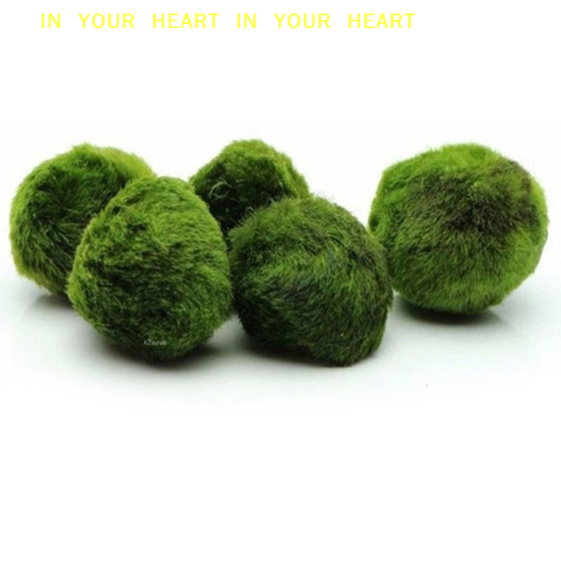 Aquarium Fish Ball - 【X】3-4cm Marimo Moss Balls Live Aquarium