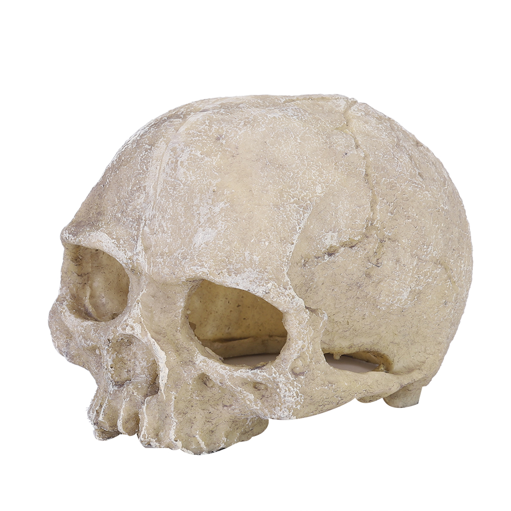 Aquarium Fish Types - Resin Simulated Head Bone Skull Statue