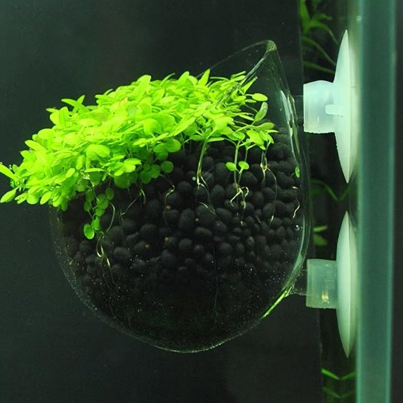 Aquarium Plant Holder Glass Aq - Aquarium Fish Pot บทวิจารณ์และราคา