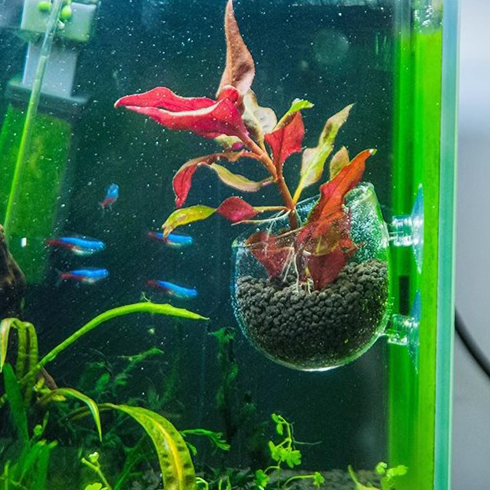 Aquarium Plant Holder Glass Aq - Aquarium Fish Pot บทวิจารณ์และราคา