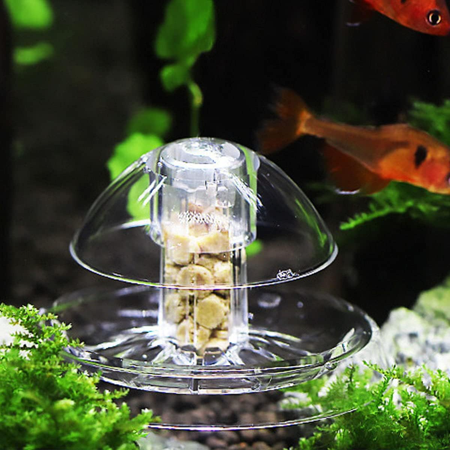 Ailindany Snail Trap Plastic T - Aquarium Fish In Online บทวิจารณ์และราคา