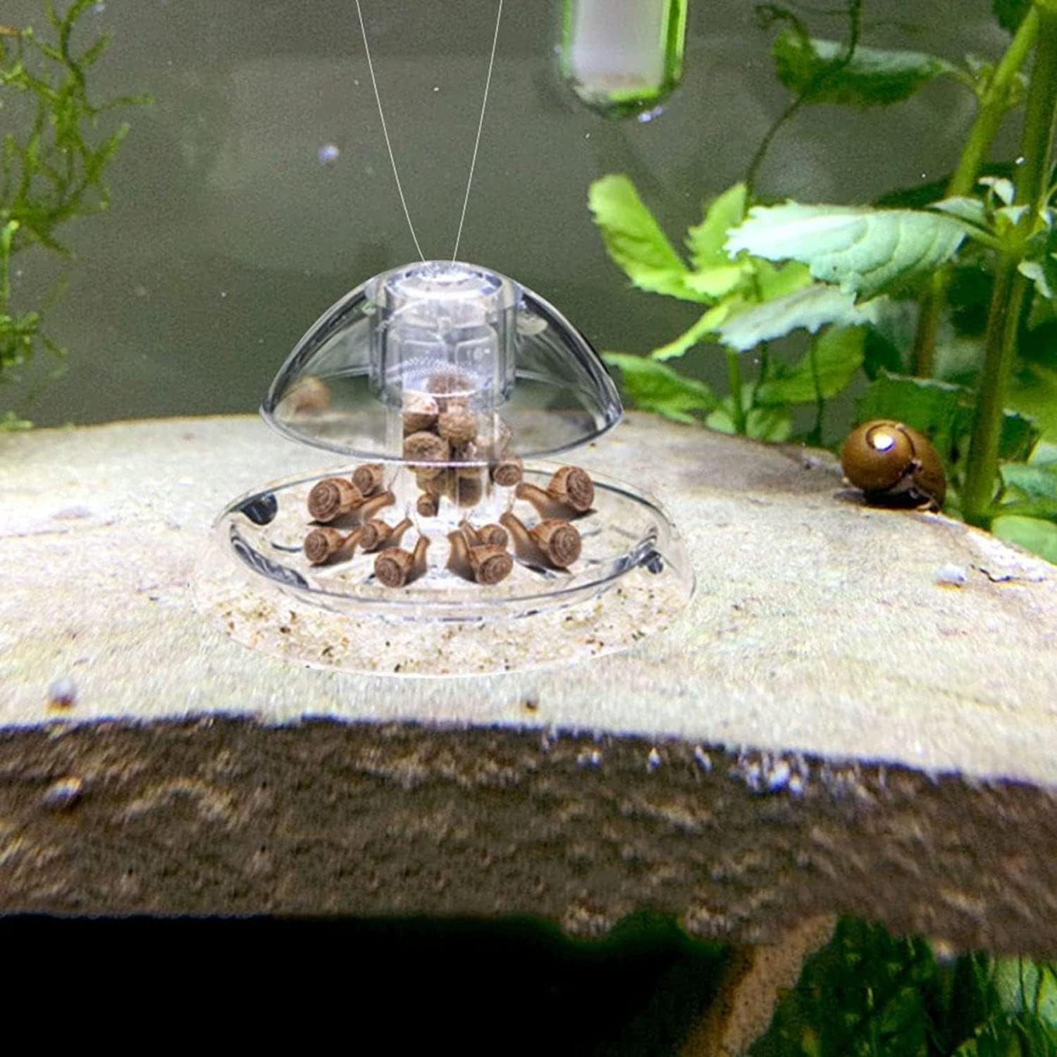 Ailindany Snail Trap Plastic T - Aquarium Fish In Online บทวิจารณ์และราคา