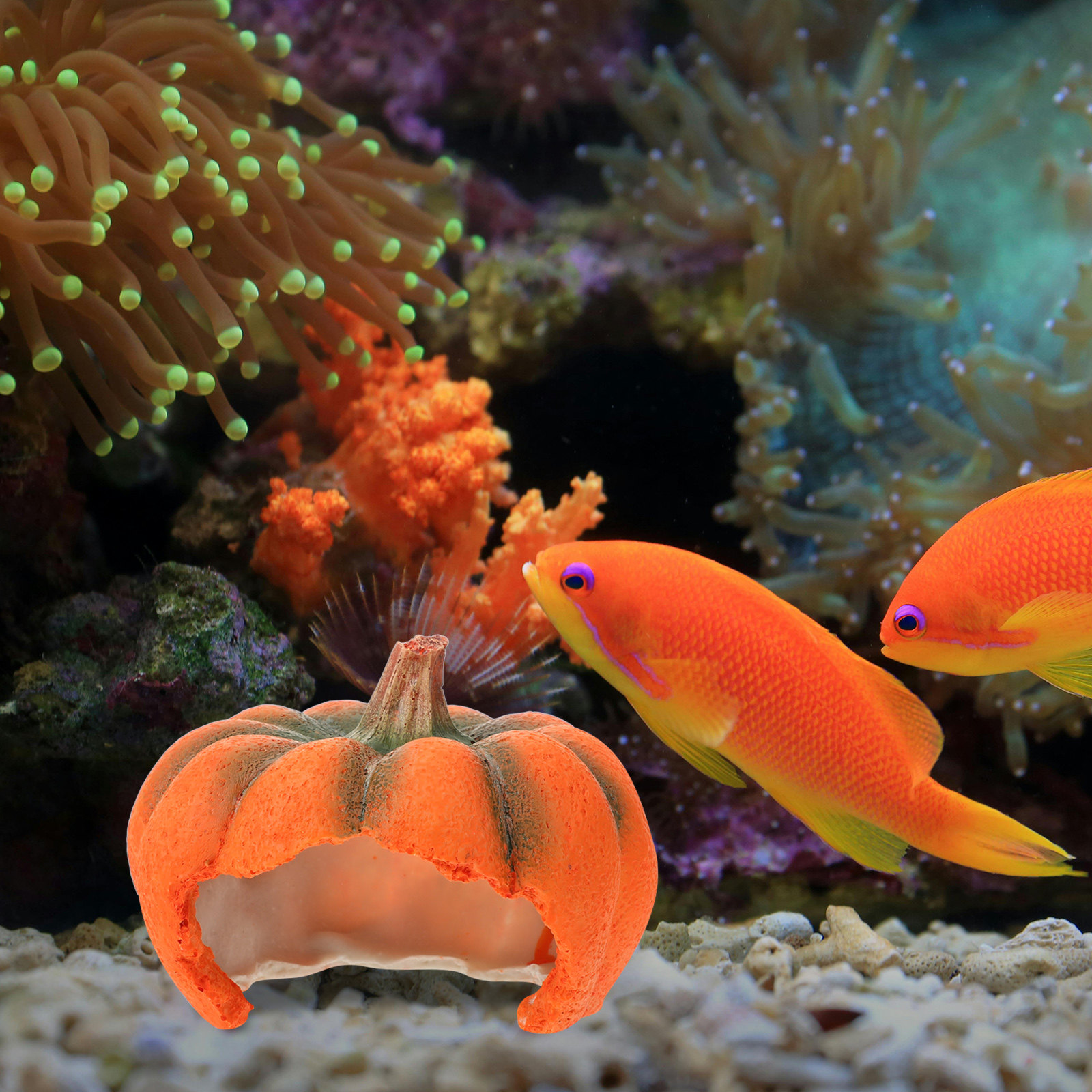 Adorable Pumpkin Aquarium Hide - Aquarium Fish Yellow บทวิจารณ์และราคา