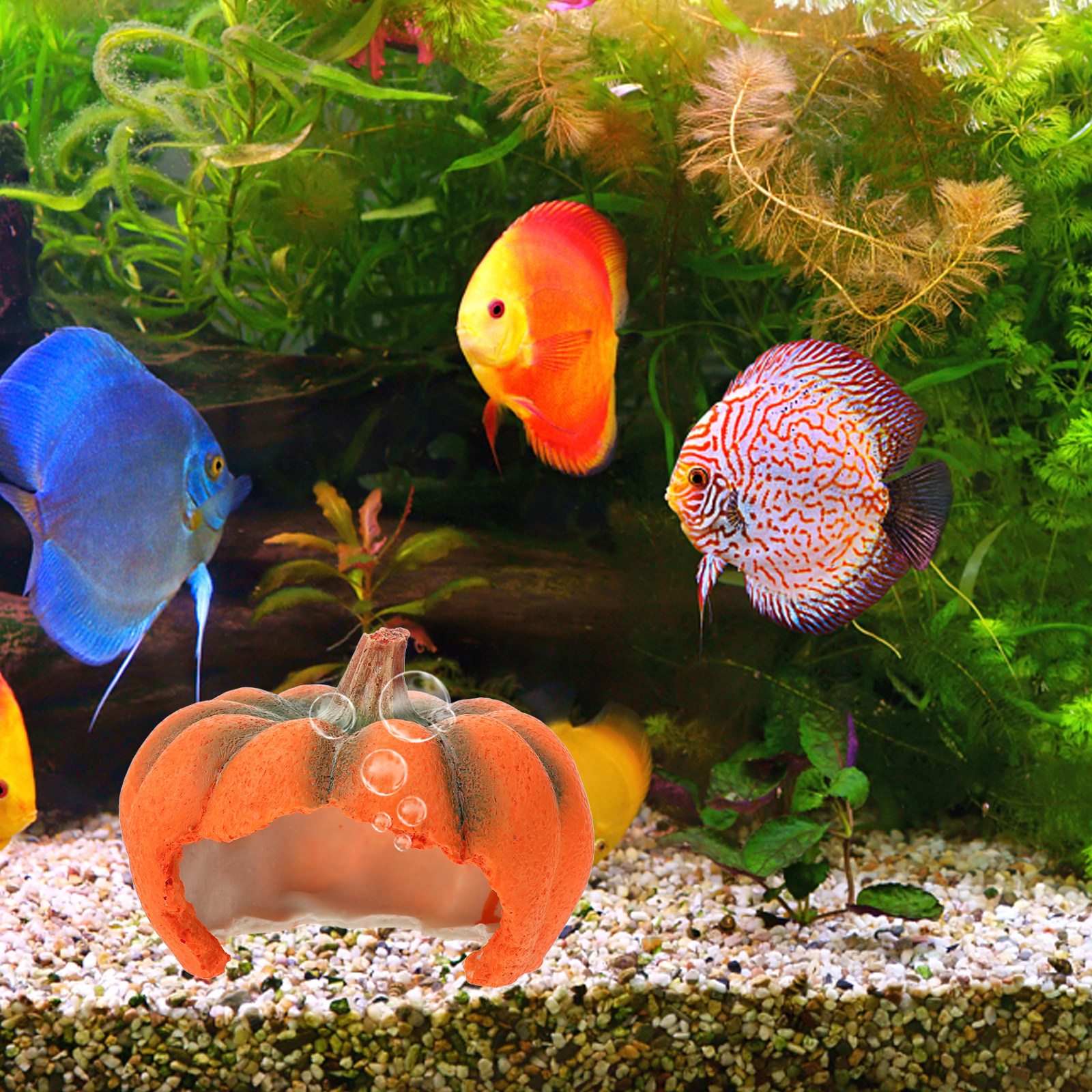 Adorable Pumpkin Aquarium Hide - Aquarium Fish Yellow บทวิจารณ์และราคา