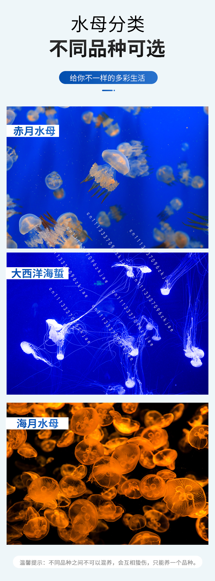 8L/18L/50L Acrylic Jellyfish F - Aquarium Fish Black บทวิจารณ์และราคา