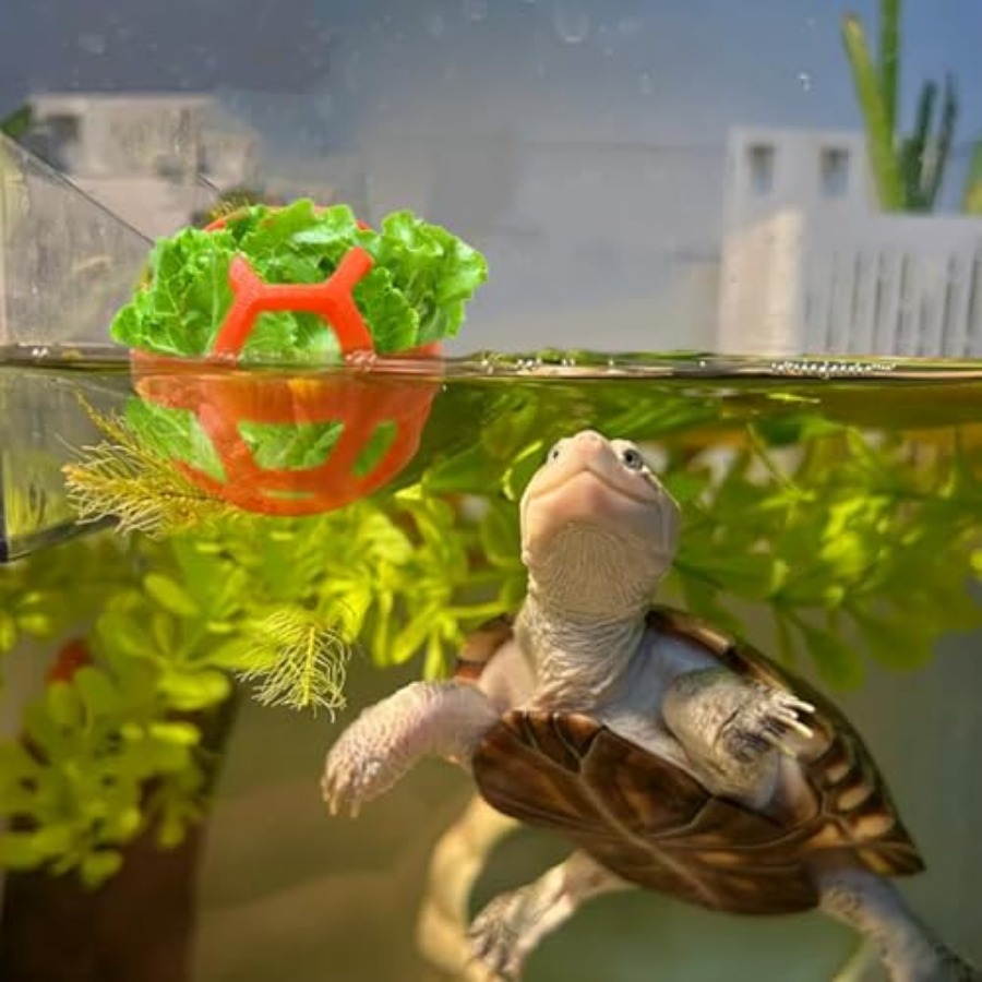 3 Pack Feeding Ball Toys for T - Aquarium Fish Supplier บทวิจารณ์และราคา