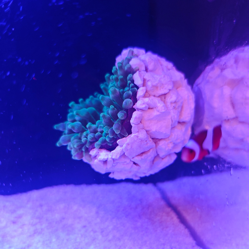 New DIY Handmade Floating Magn - Aquarium Fish Cartoon บทวิจารณ์และราคา
