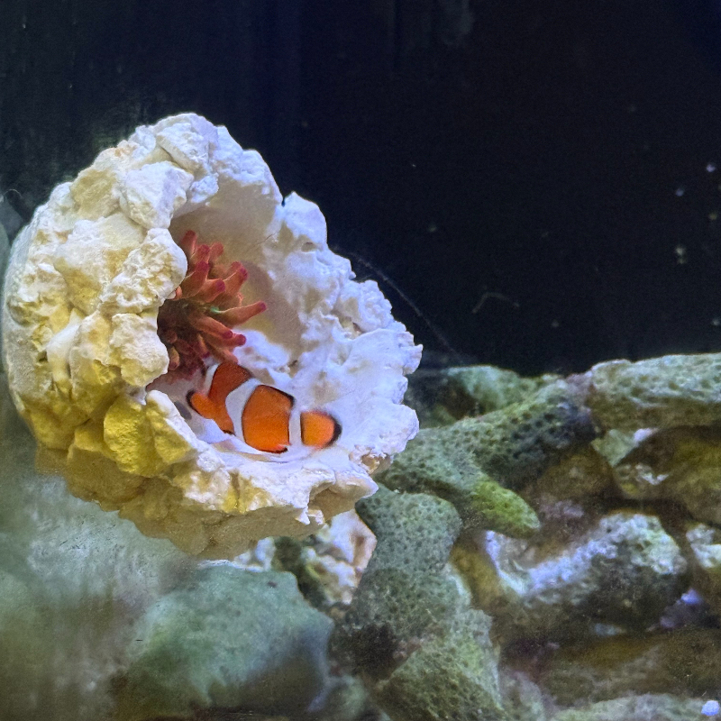 New DIY Handmade Floating Magn - Aquarium Fish Cartoon บทวิจารณ์และราคา