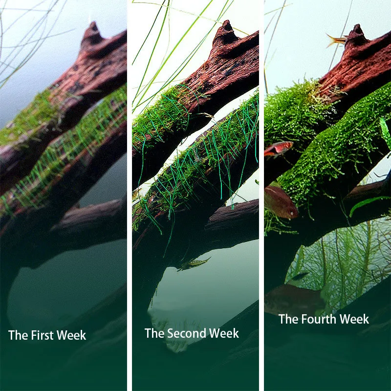 AQUA NEST 200m/roll Naturally  - Aquarium Fish Hideout บทวิจารณ์และราคา