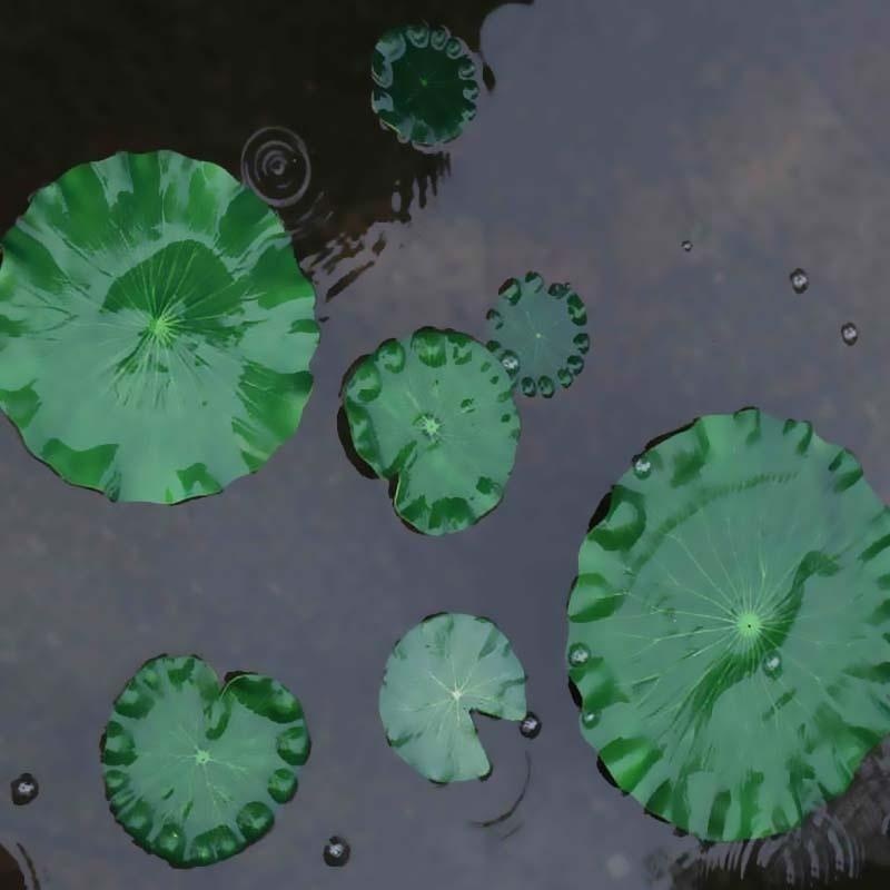 2026 Artificial Water Lily Lot - Aquarium Fish Types บทวิจารณ์และราคา