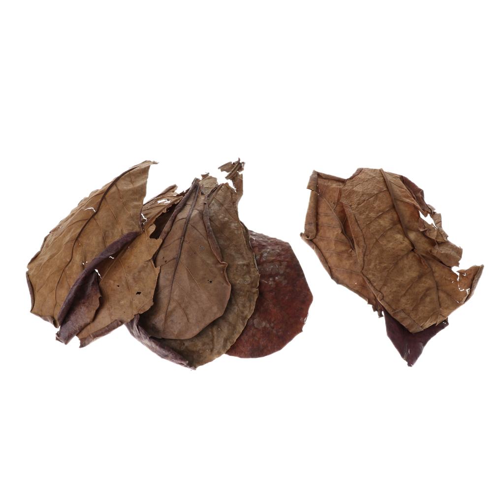 Beneficial Leaf Aquarium Filte - Aquarium Fish Betta บทวิจารณ์และราคา
