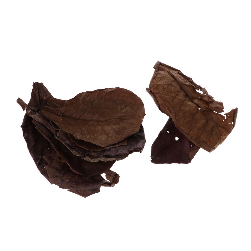 Beneficial Leaf Aquarium Filte - Aquarium Fish Betta บทวิจารณ์และราคา