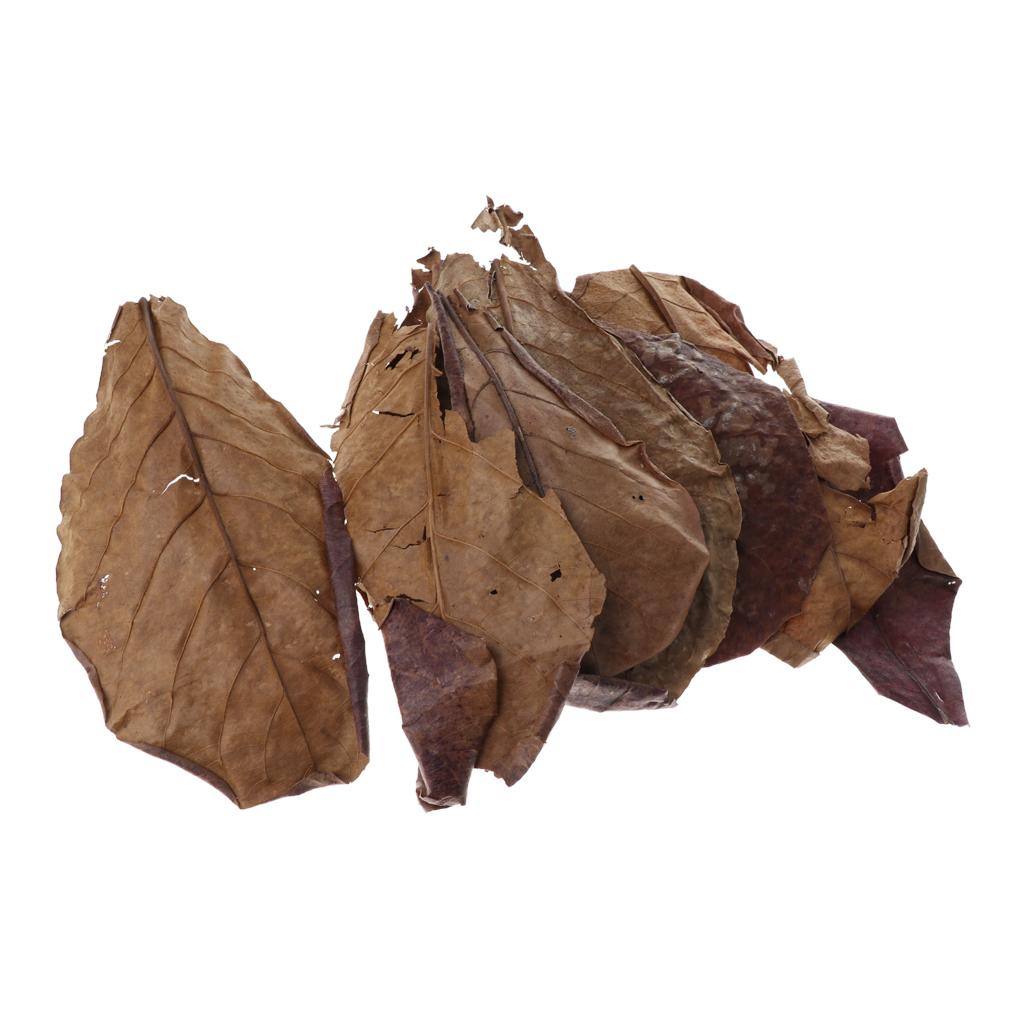 Indian Almond Catappa Leaves N - Aquarium Fish Betta บทวิจารณ์และราคา
