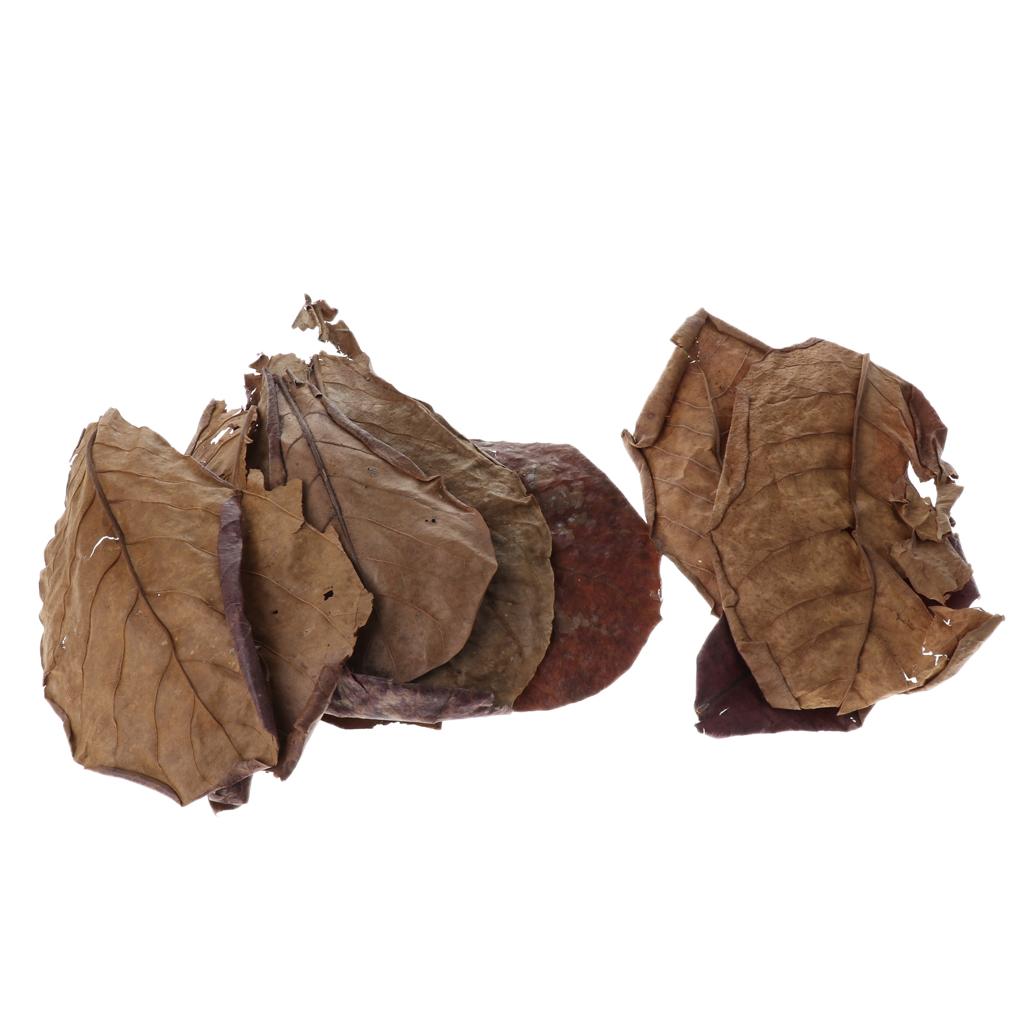 Indian Almond Catappa Leaves N - Aquarium Fish Betta บทวิจารณ์และราคา