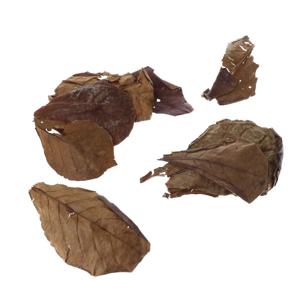 Indian Almond Catappa Leaves N - Aquarium Fish Betta บทวิจารณ์และราคา