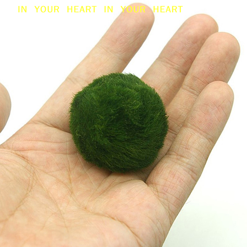 【X】3-4cm Marimo Moss Balls Liv - Aquarium Fish Ball บทวิจารณ์และราคา