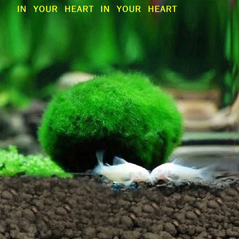 【X】3-4cm Marimo Moss Balls Liv - Aquarium Fish Ball บทวิจารณ์และราคา