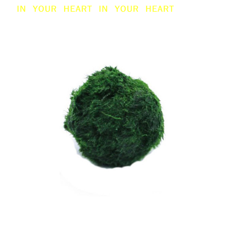 【X】3-4cm Marimo Moss Balls Liv - Aquarium Fish Ball บทวิจารณ์และราคา