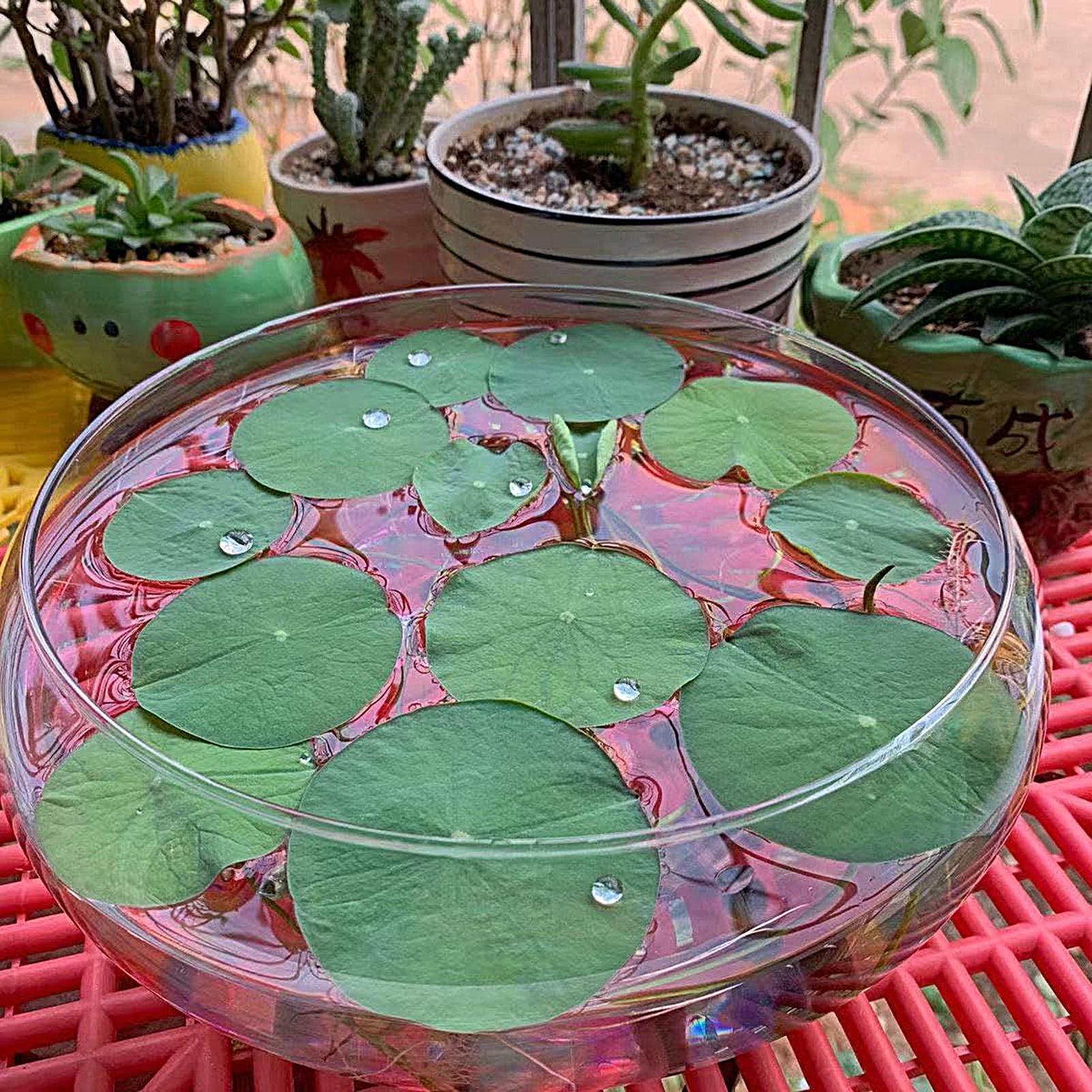 Fish Glass Bowl Glass Large Hy - Aquarium Fish Pot บทวิจารณ์และราคา