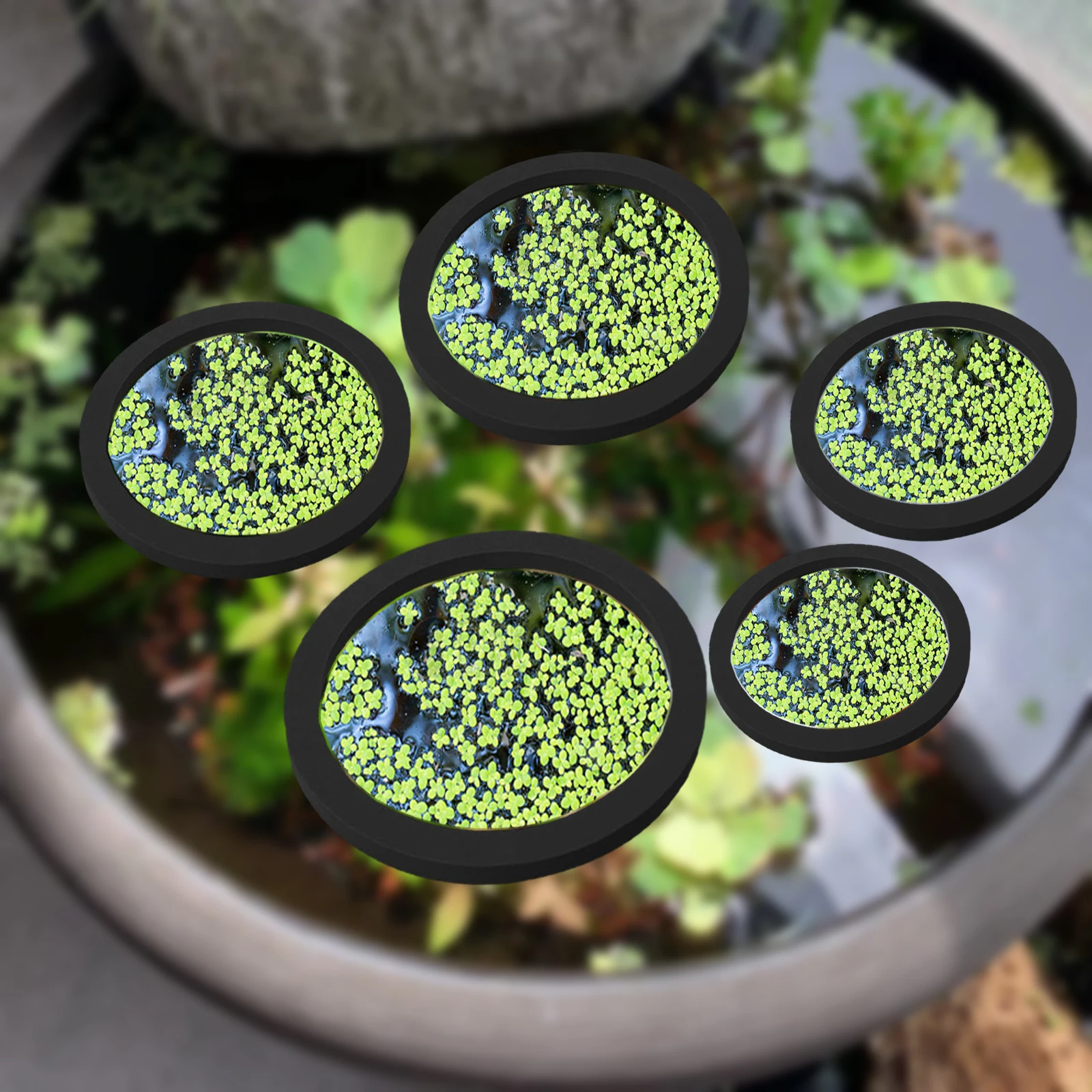 5Pcs EVA Fish Feeding Ring Aqu - Aquarium Fish Types บทวิจารณ์และราคา