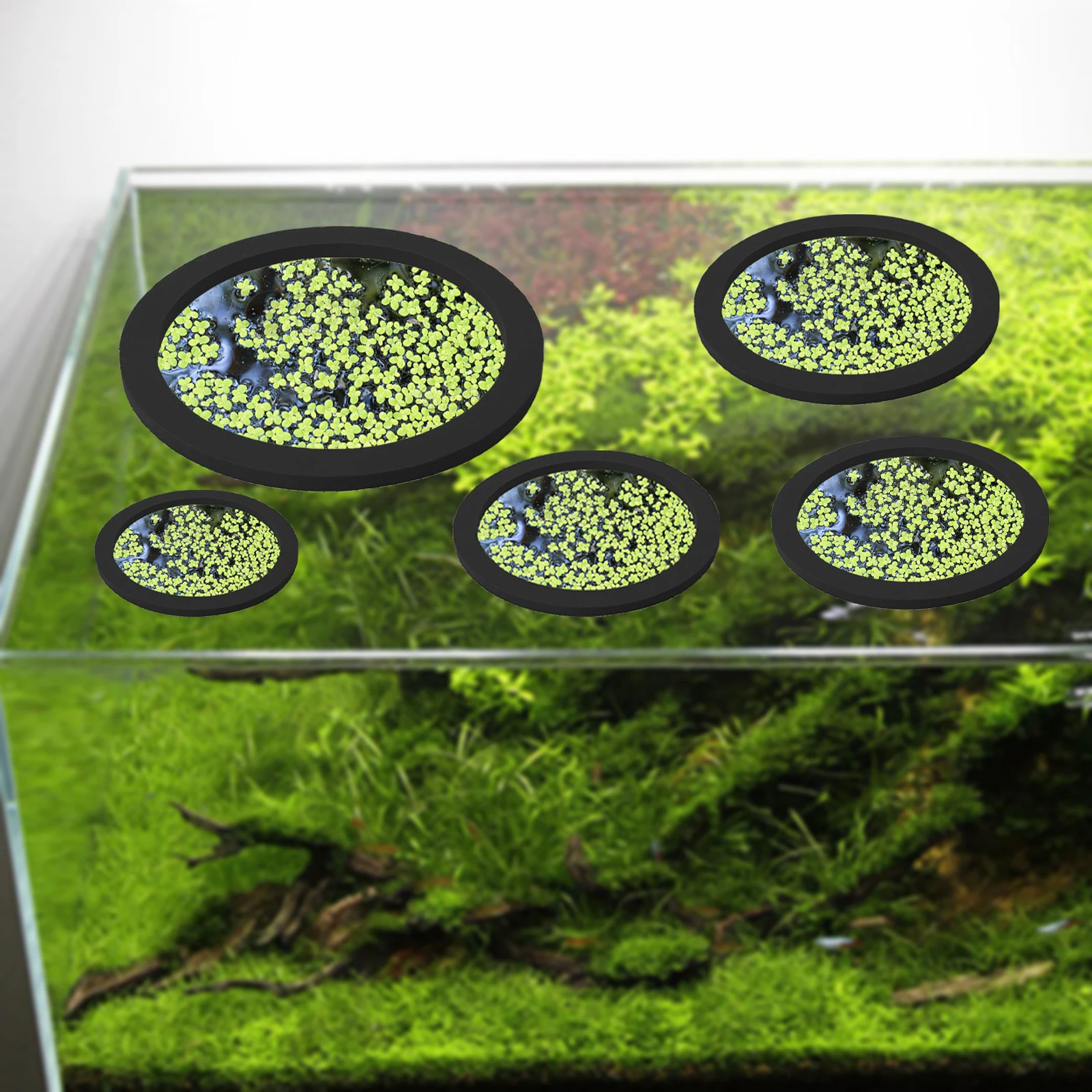 5Pcs EVA Fish Feeding Ring Aqu - Aquarium Fish Types บทวิจารณ์และราคา