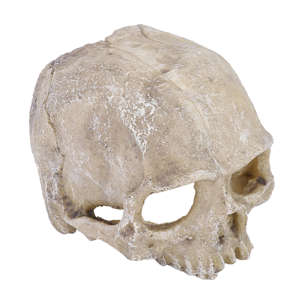 Resin Simulated Head Bone Skul - Aquarium Fish Types บทวิจารณ์และราคา