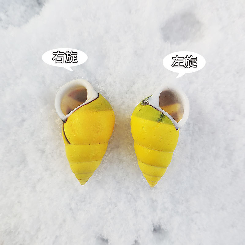Rare Trochus Shell Aquarium Or - Aquarium Fish Yellow บทวิจารณ์และราคา