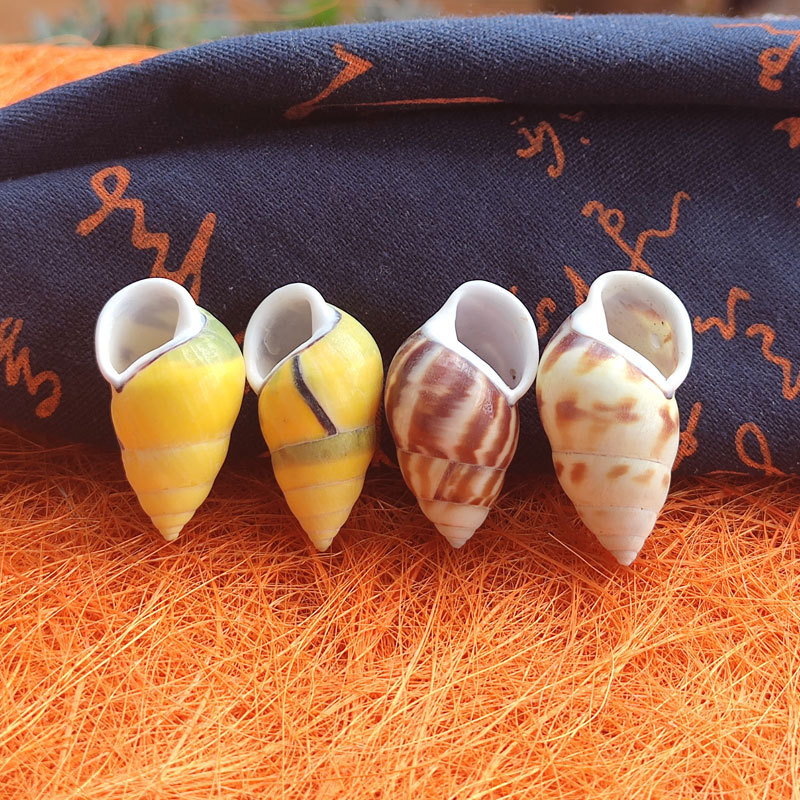 Rare Trochus Shell Aquarium Or - Aquarium Fish Yellow บทวิจารณ์และราคา