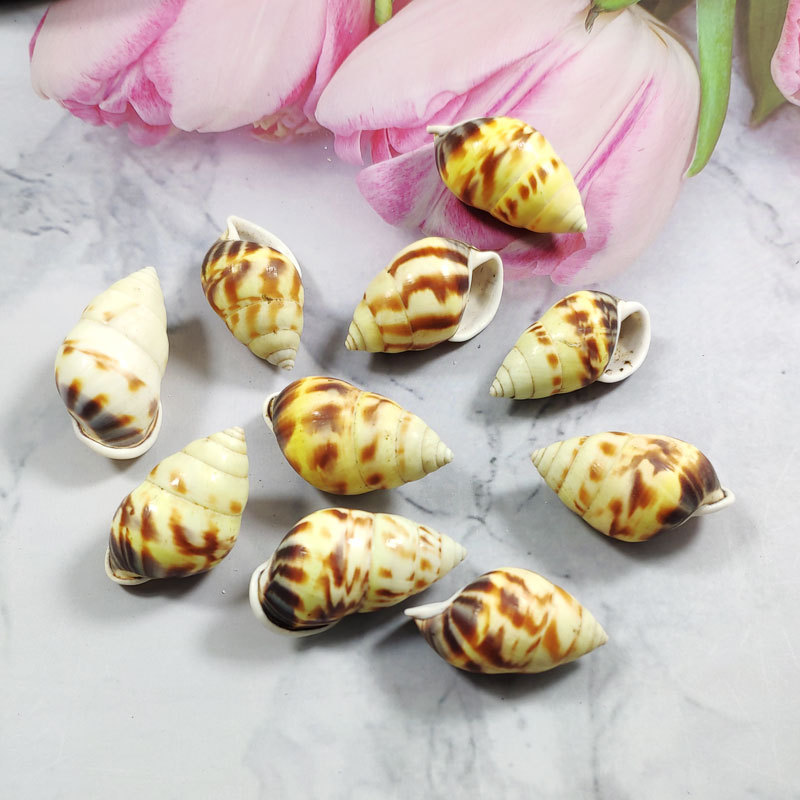 Rare Trochus Shell Aquarium Or - Aquarium Fish Yellow บทวิจารณ์และราคา