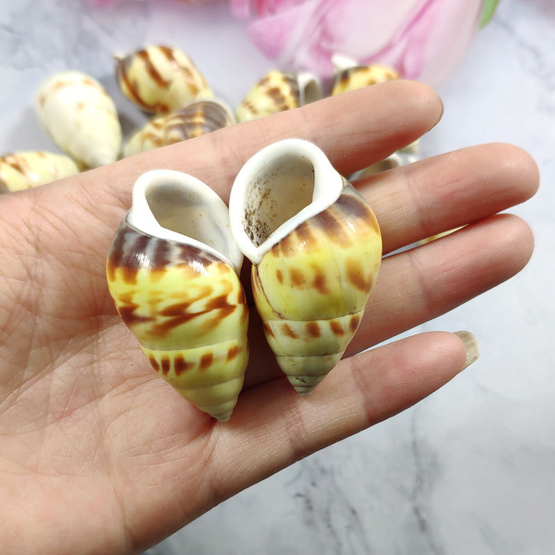 Rare Trochus Shell Aquarium Or - Aquarium Fish Yellow บทวิจารณ์และราคา