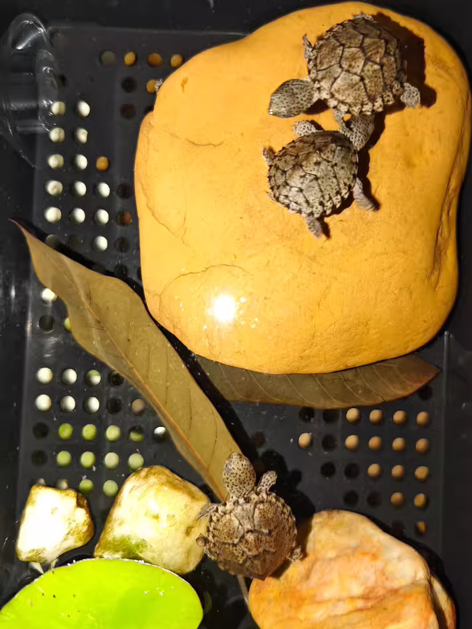 Natural Yellow Wax Stone Turtl - Aquarium Fish Yellow บทวิจารณ์และราคา