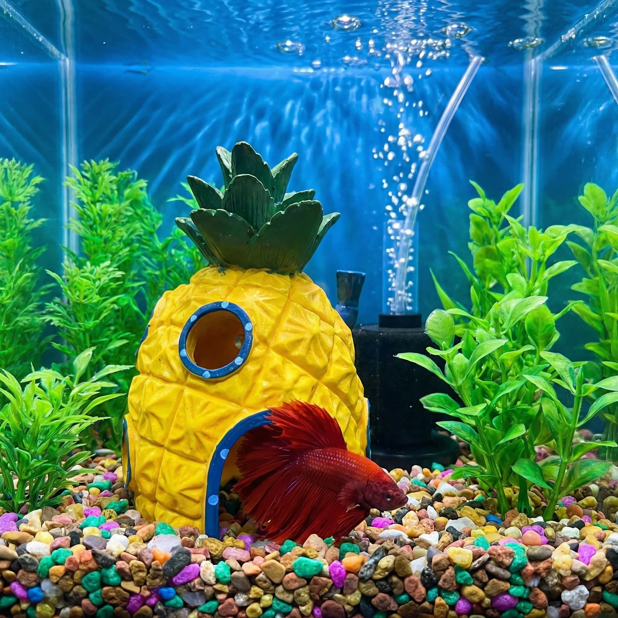 Pineapple House Aquarium Decor - Aquarium Fish Hideout บทวิจารณ์และราคา