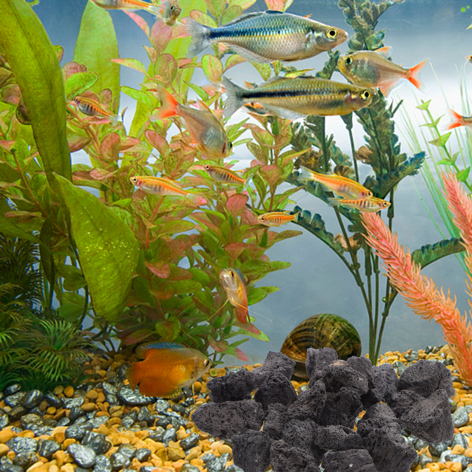 1Pack Volcanic Stone Fish Tank - Aquarium Fish Pot บทวิจารณ์และราคา