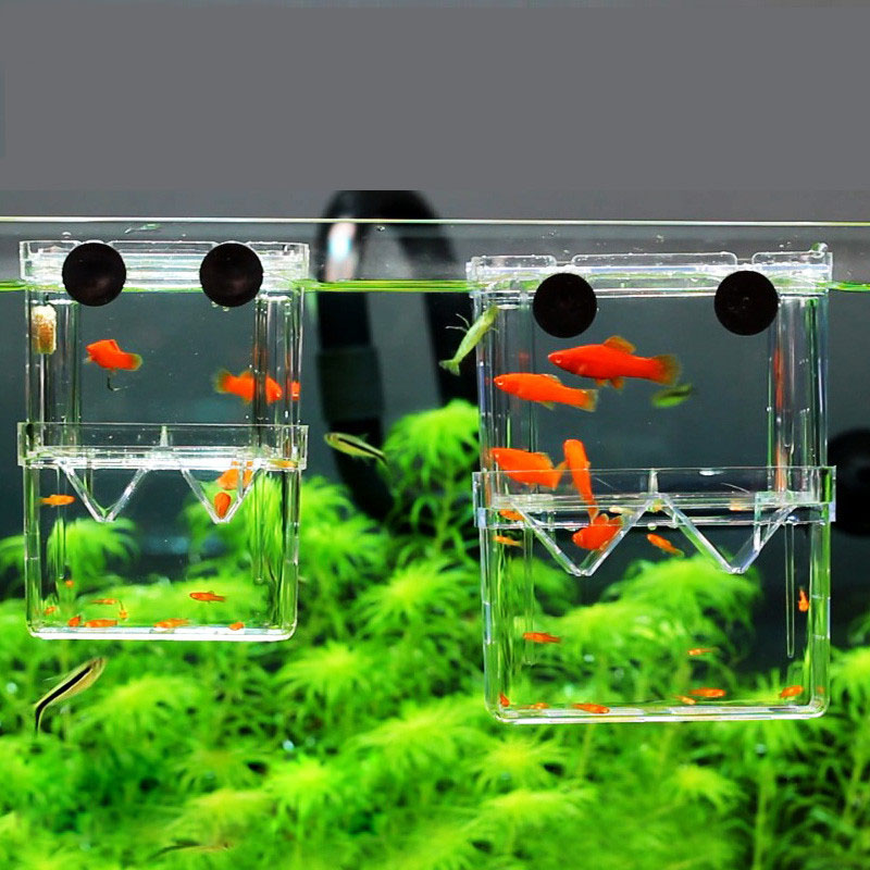 Peacock Fish Breeding Isolatio - Aquarium Fish Betta บทวิจารณ์และราคา