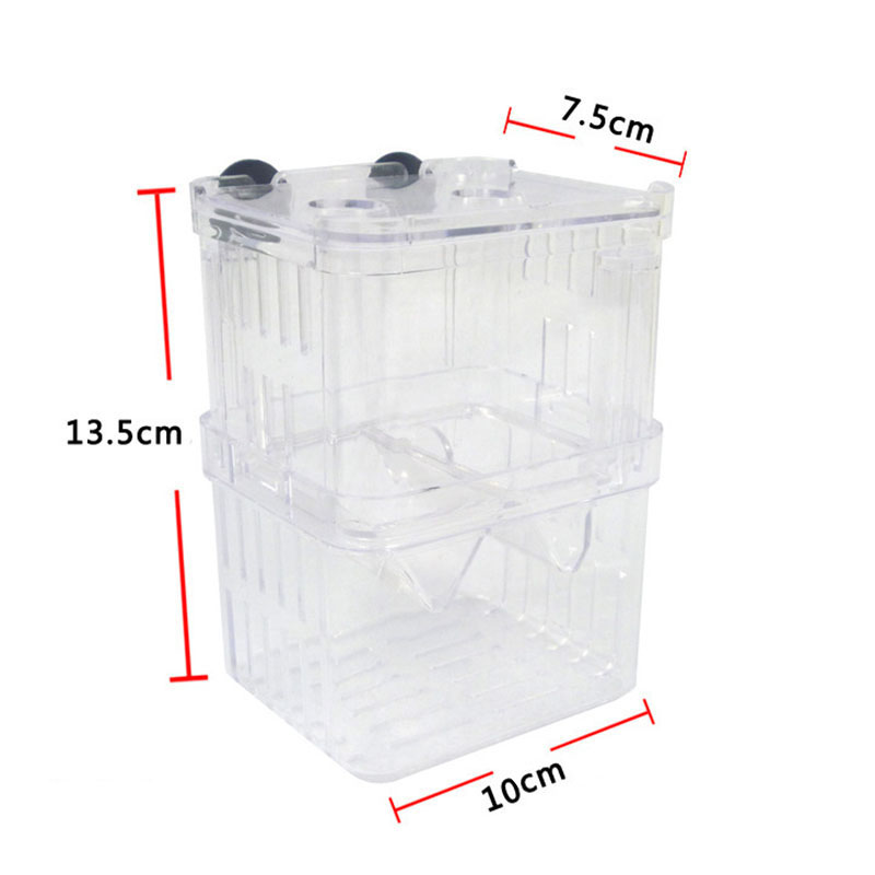 Peacock Fish Breeding Isolatio - Aquarium Fish Betta บทวิจารณ์และราคา