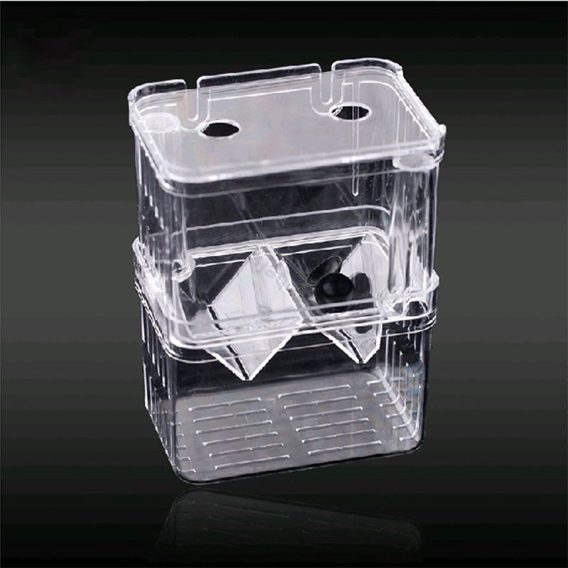 Peacock Fish Breeding Isolatio - Aquarium Fish Betta บทวิจารณ์และราคา